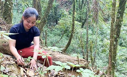 Thành công từ mối duyên du lịch - nhân sâm